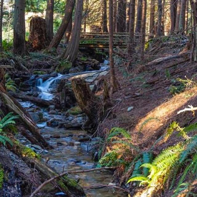 Roberts Creek Forest Haven Hideaway מראה חיצוני תמונה